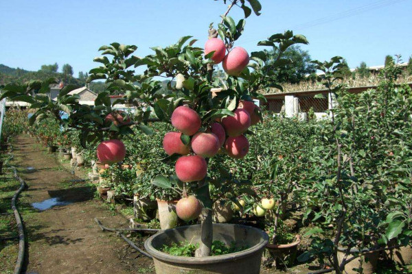 盆栽苹果树怎么种植，选择营养丰富的混合土质栽培