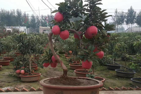 盆栽苹果树怎么种植，选择营养丰富的混合土质栽培
