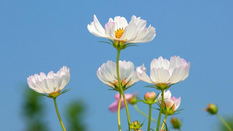 格桑花花语 发财农业网