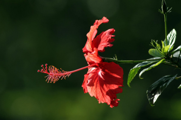 扶桑花修剪时间