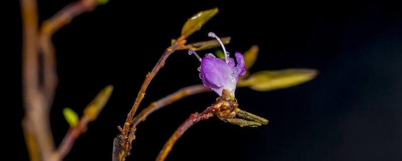 干枝杜鹃花怎么养