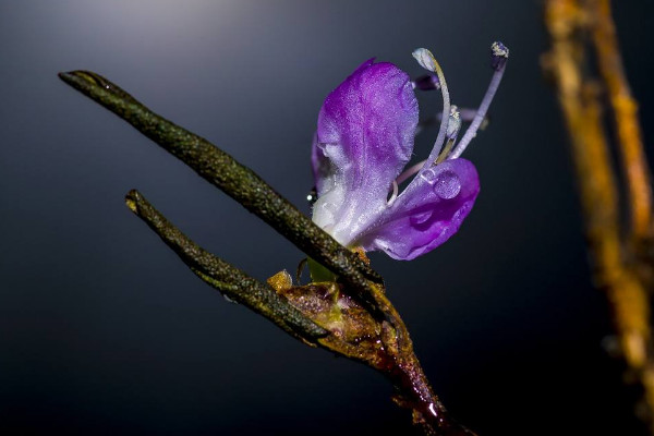 干枝杜鹃花怎么养