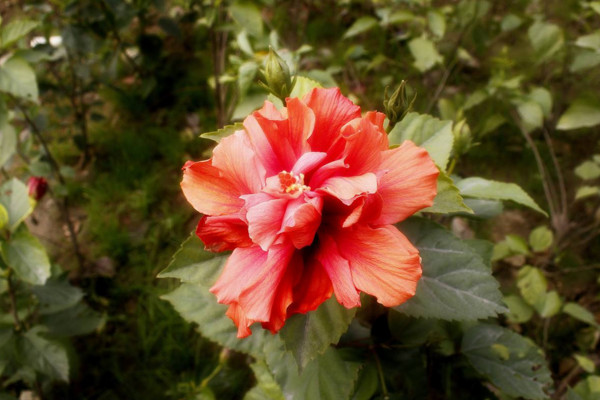 扶桑花什么季节修剪好