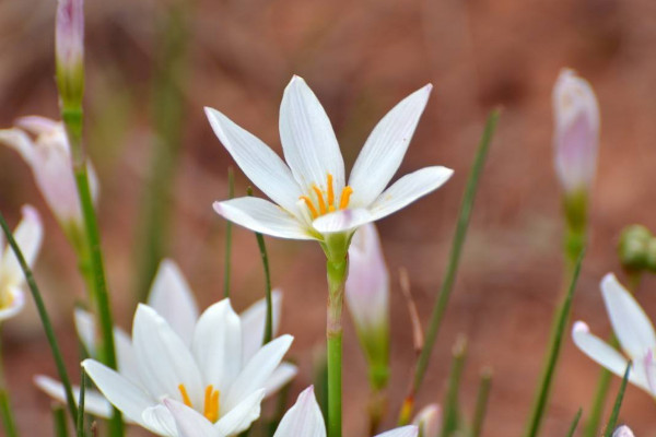 兰草花怎么养殖