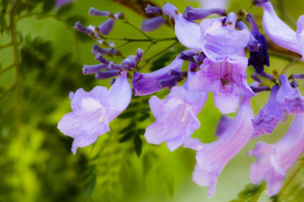 蓝花楹花期什么时候