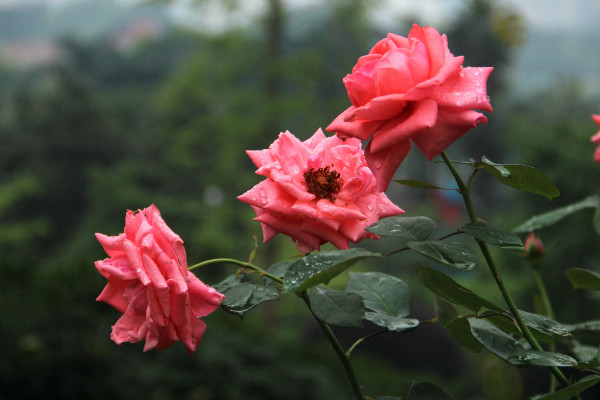 圣诞节送什么花好