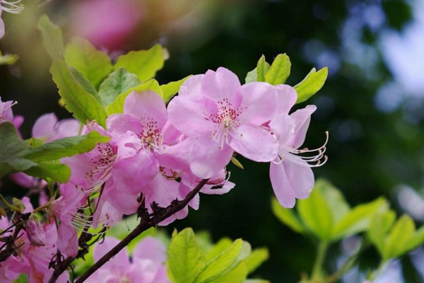 杜鹃花什么时候开