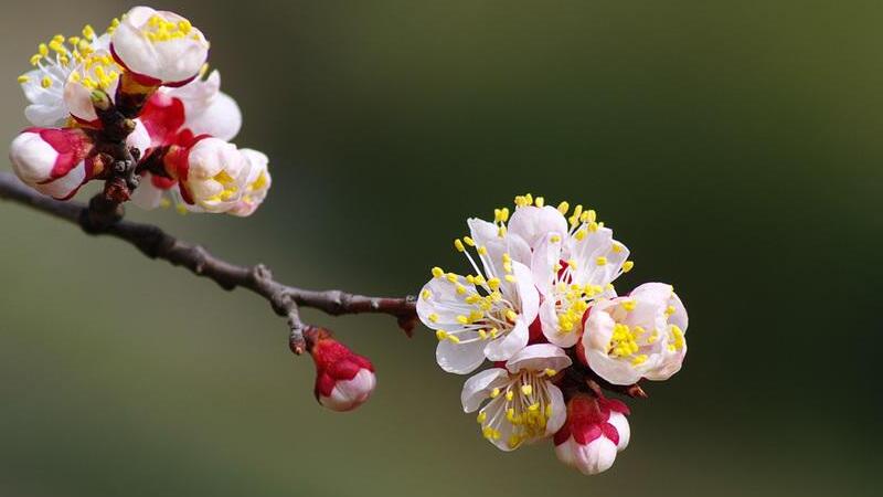 杏花和李花的区别