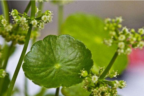 金钱草开花后怎么处理