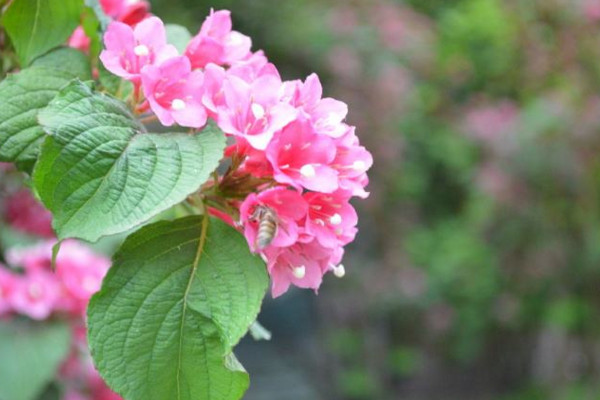 海仙花与锦带花的区别