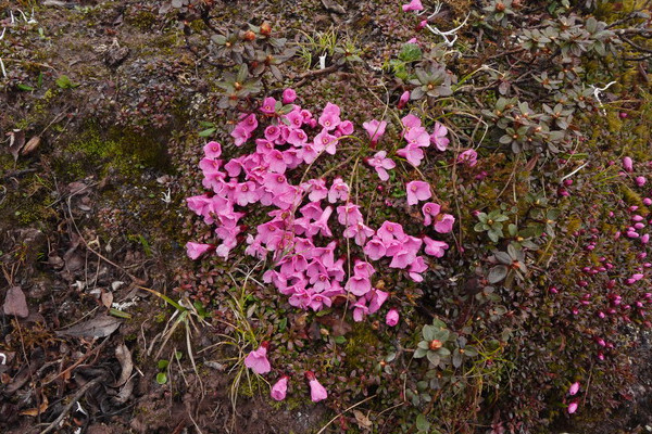 红花岩梅养护方法