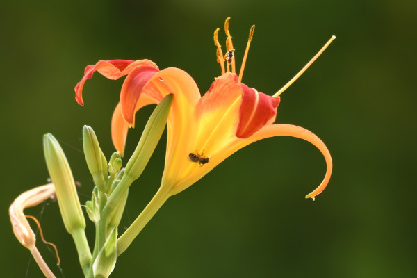 金针花和黄花菜一样吗