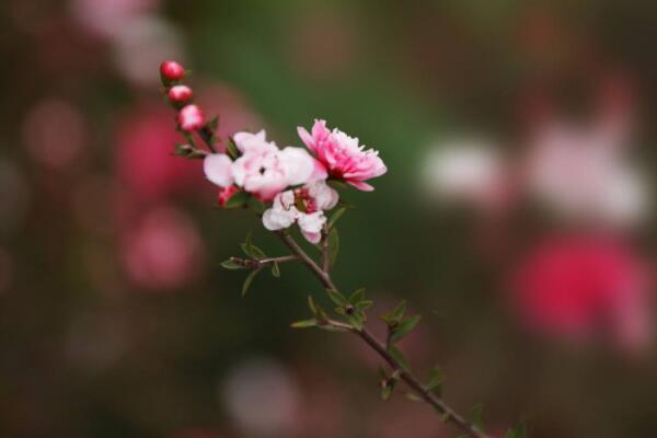 松红梅一年开几次花