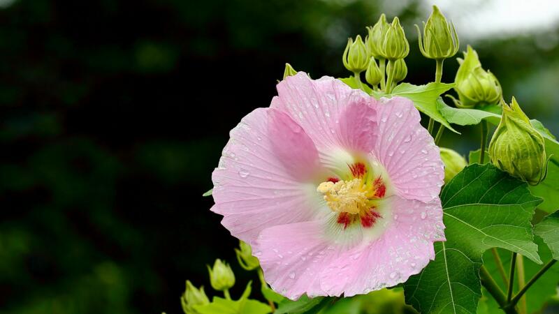 芙蓉花怎么养