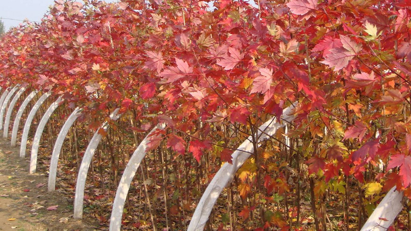 美国红枫种植技术，种植红枫要管理好施肥方式