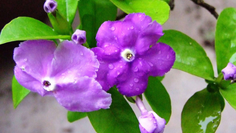 法国香水茉莉花栽植技术