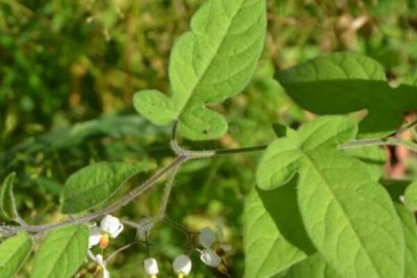 蔓茄是什么植物