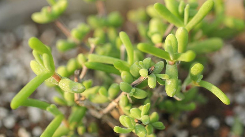 肉质根植物怎么浇水