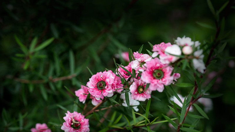 松红梅是四季开花的吗