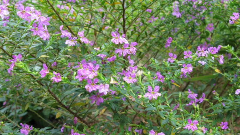 细叶雪茄花叶子干枯