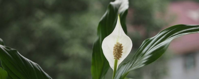 白鹤芋怎么浇水