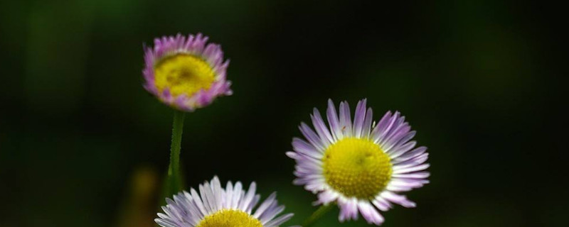 一年蓬花语