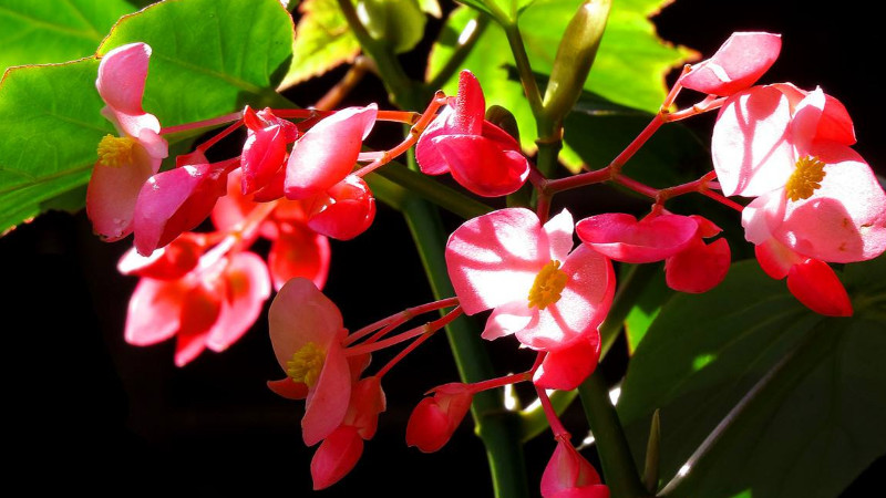 竹节海棠如何换盆