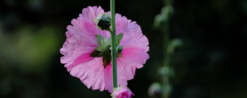 蜀葵怎样发芽