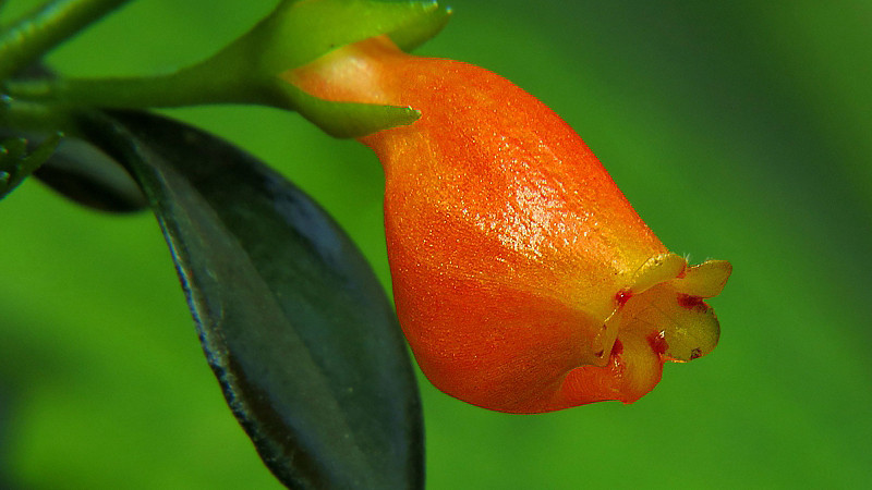 金鱼花怎么养才能开花