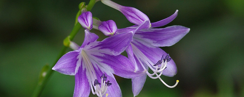 玉簪花怎样种植