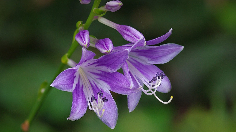 玉簪花怎样种植