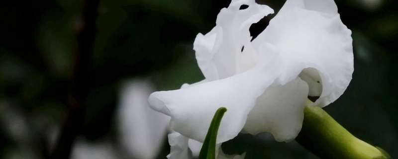 狗牙花掉花苞怎么回事