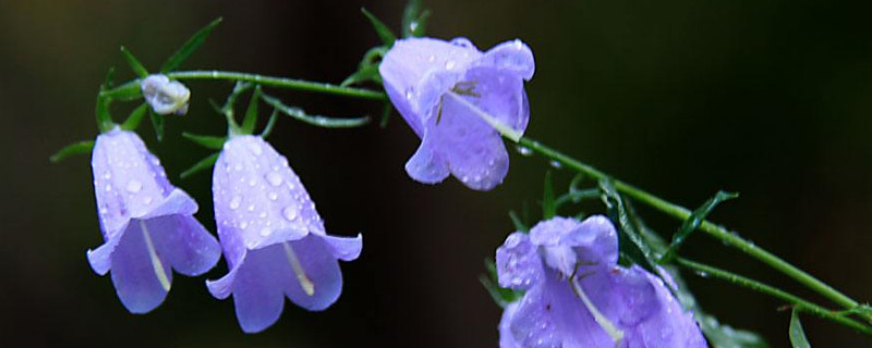 风铃花开败后怎样修剪