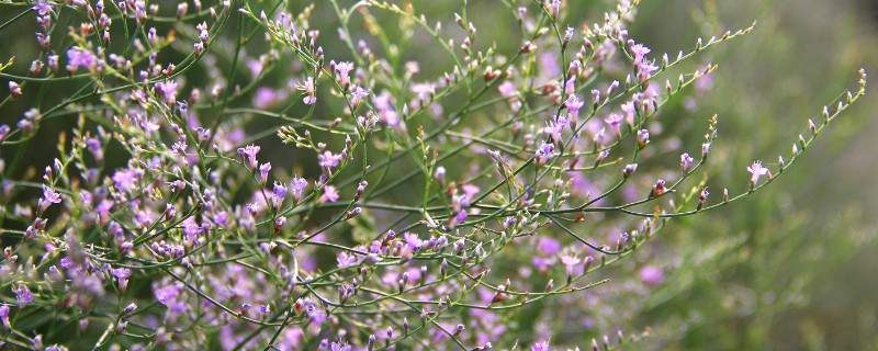 情人草花语