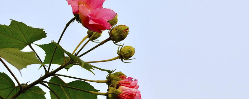 怎样给芙蓉花剪枝