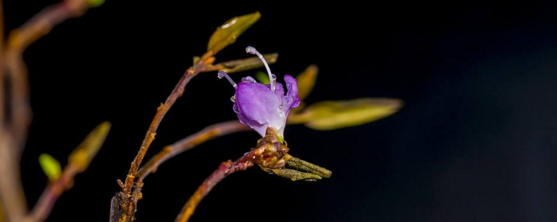 干支杜鹃多长时间开花