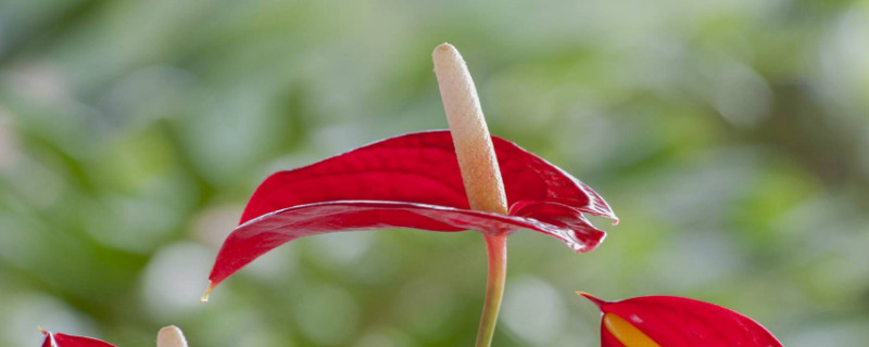 火鹤花有毒吗