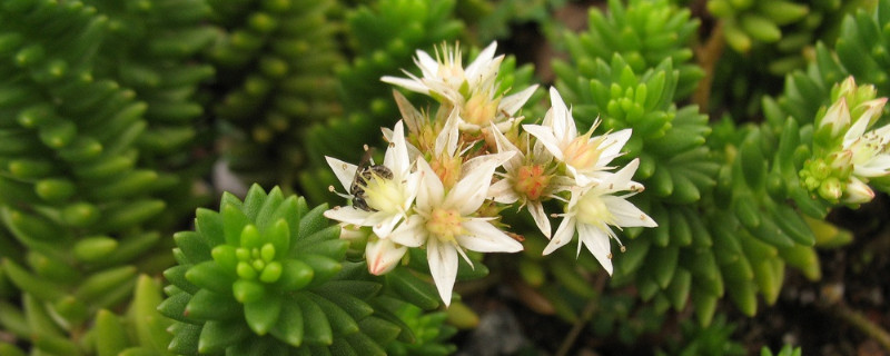 白花小松繁殖方法