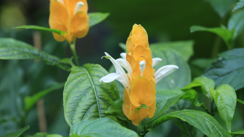 金苞花不开花怎么办