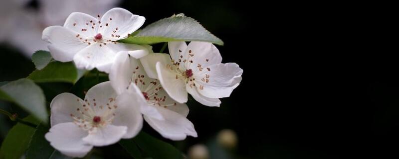 木香花的缺点