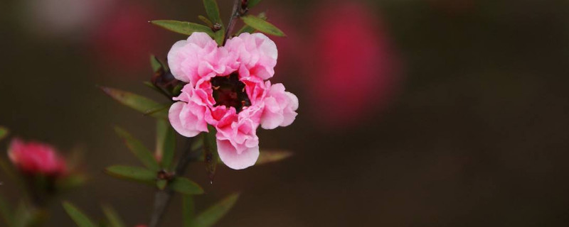 松红梅是四季开花的吗