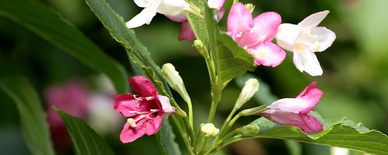 海仙花与锦带花的区别