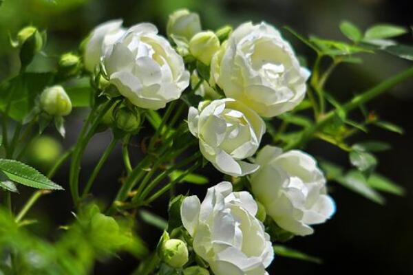 木香花怎么牵引