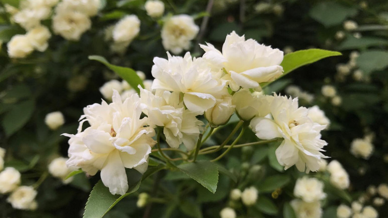 木香花怎么牵引