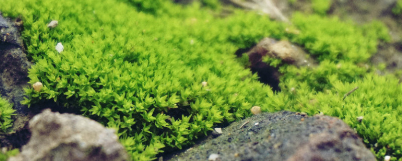 苔藓种子怎么种植方法