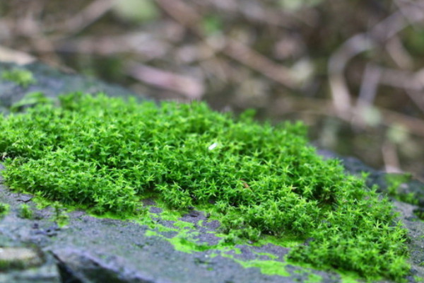 苔藓种子怎么种植方法