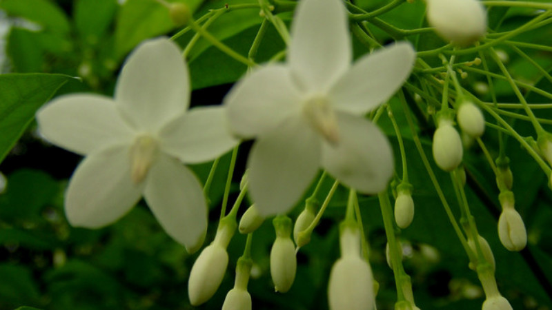 水梅花怎么浇水