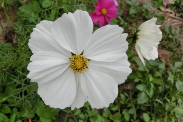 夏天鲜花养护要点