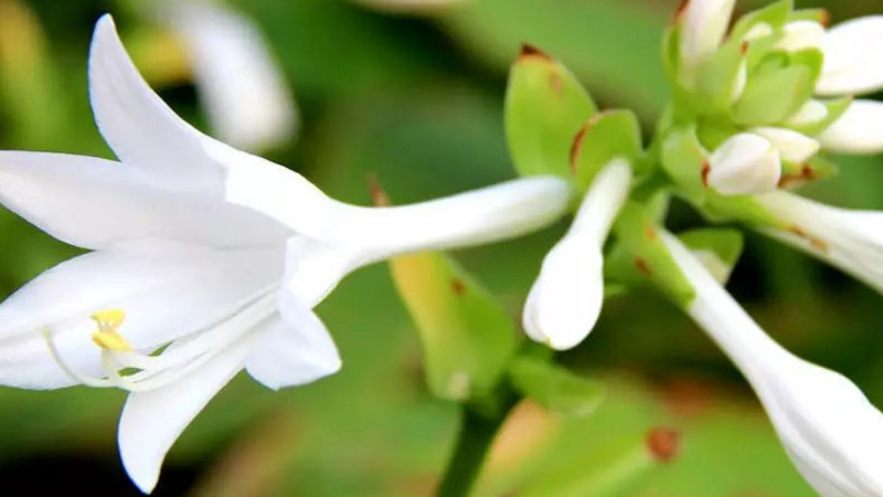 玉簪花叶子边干枯