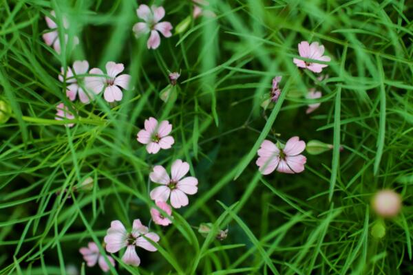 麦蓝菜怎么打顶